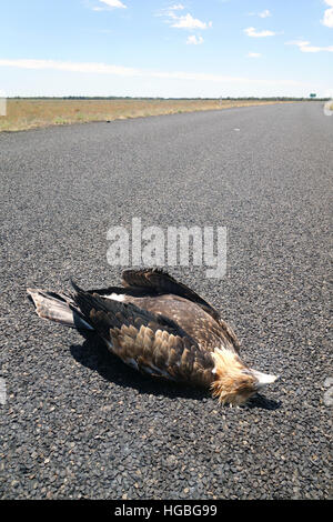 Vor kurzem Roadkilled Wedge-tailed Eagle (Aquila Audax) auf abgelegenen Outback Highway nördlich von Barcaldine, Queensland, Australien Stockfoto