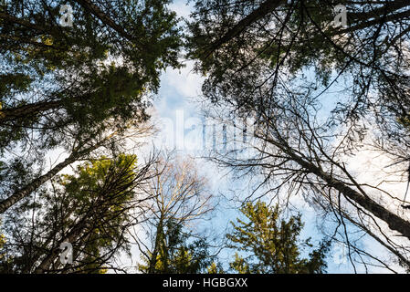 Himmel mit Wolken durch Baumkrone von unten gesehen Stockfoto