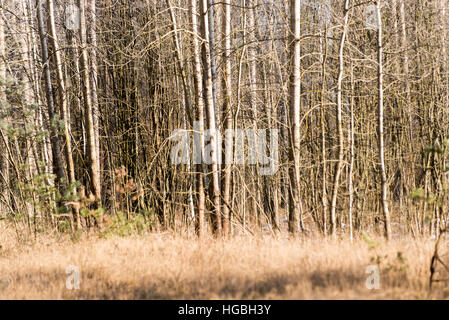 Forststraße mit Sonnenstrahlen am Morgen auf dem Lande Stockfoto