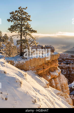 Eine einsame Kiefer auf dem verschneiten Rand des Bryce-Canyon-Nationalpark, Utah Stockfoto