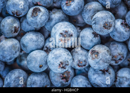 blauer Hintergrund von Reife frische Blaubeeren, Heidelbeeren Stockfoto