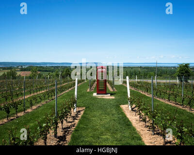 Luckett Weinberg in der Nähe von Wolfville im Annapolis Valley in Nova Scotia, mit britischen Telefonzelle unter den Weinreben. Stockfoto