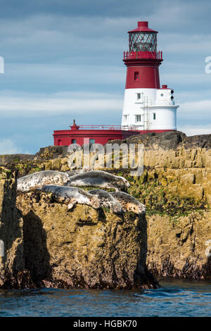 Seelöwen und Leuchtturm, Farne Islands, Northumberland Stockfoto