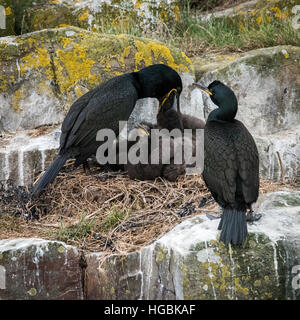 Shag (Phalacrocorax Aristotelis) Fütterung Young, Farne Islands, Northumberland Stockfoto