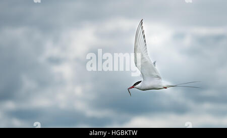 Küstenseeschwalbe (Sterna Paradisaea), Farne Islands, Northumberland Stockfoto