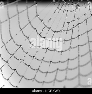 Wassertropfen auf einem Spinnennetz Stockfoto