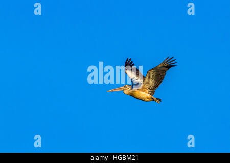 Spot-billed Pelikan fliegen in blauer Himmel isoliert; Specie Pelecanus Philippensis Familie Pelecanidae Stockfoto