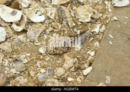 Austernschalen & Kiesel vom Rand Wassers in Whitstable Stockfoto