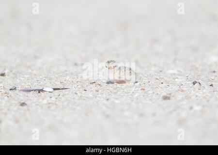 Wenigsten Tern Küken am Strand von Florida Stockfoto