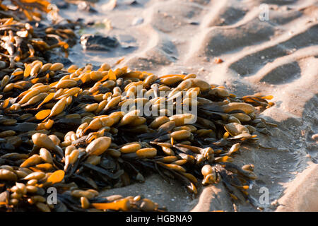 Braune Algen / Blasentang am Strand bei niedrigen Gezeiten Zeeland die Niederlande Westerschelde Stockfoto