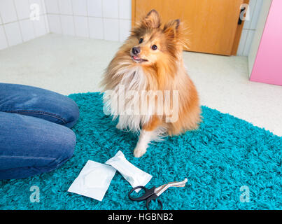 menschlichen Verband ein Sheltie in Bad Stockfoto