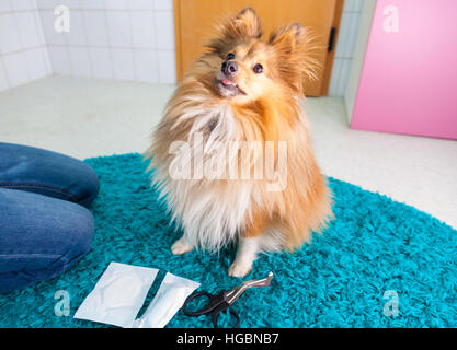 menschlichen Verband ein Sheltie in Bad Stockfoto