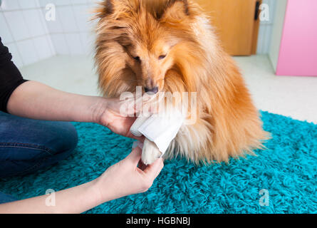 menschlichen Verband ein Sheltie in Bad Stockfoto