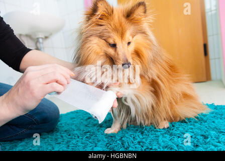 menschlichen Verband ein Sheltie in Bad Stockfoto