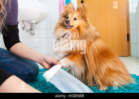 menschlichen Verband ein Sheltie in Bad Stockfoto