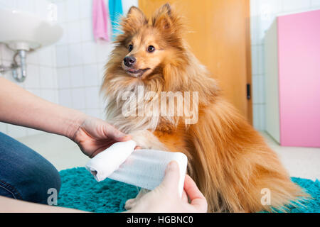 menschlichen Verband ein Sheltie in Bad Stockfoto