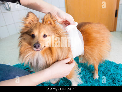 menschlichen Verband ein Sheltie in Bad Stockfoto