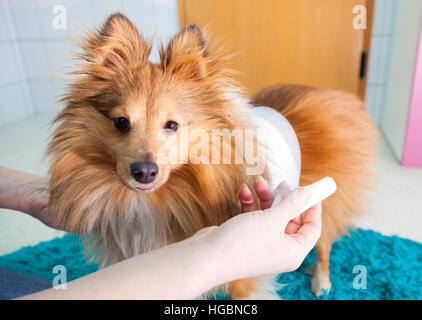 menschlichen Verband ein Sheltie in Bad Stockfoto