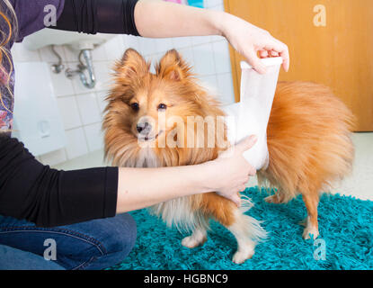 menschlichen Verband ein Sheltie in Bad Stockfoto