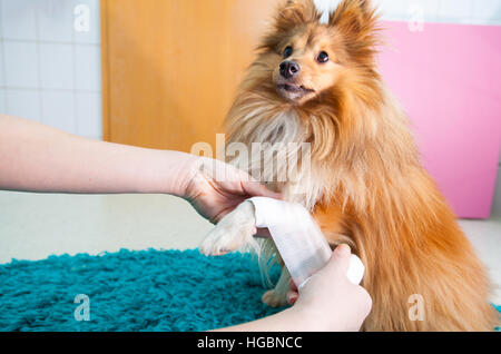 menschlichen Verband ein Sheltie in Bad Stockfoto