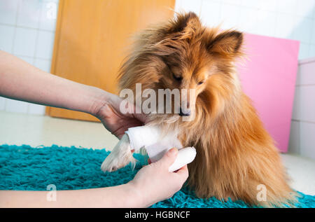 menschlichen Verband ein Sheltie in Bad Stockfoto