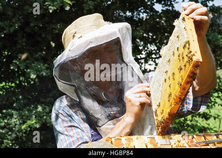 Imker-Schutzkleidung hält eine Honigwabe über einem Bienenstock Stockfoto