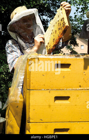 Imker-Schutzkleidung hält eine Honigwabe über einem Bienenstock Stockfoto