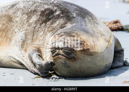 Südlichen See-Elefanten Seelöwe Insel in den Falkland-Inseln Stockfoto