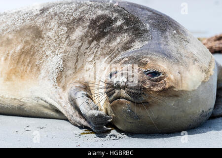 Südlichen See-Elefanten Seelöwe Insel in den Falkland-Inseln Stockfoto