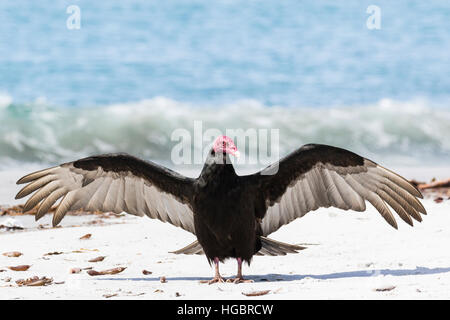 Türkei-Geier am Strand von Seelöwe Insel in den Falkland-Inseln Stockfoto