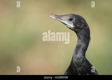 Der kleine Kormoran (Microcarbo Niger) ist ein Mitglied der Kormoran Familie von Seevögeln. Stockfoto