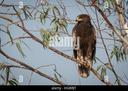 Der Schwarzmilan (Milvus Migrans) ist eine mittlere Greifvogel in der Familie Accipitridae, dies ist die Unterart der schwarz-eared Kite (Milvus migran Stockfoto