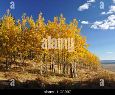 Gelbe Espe Bäume in die Herbstsaison. Brillante Farben. Stockfoto