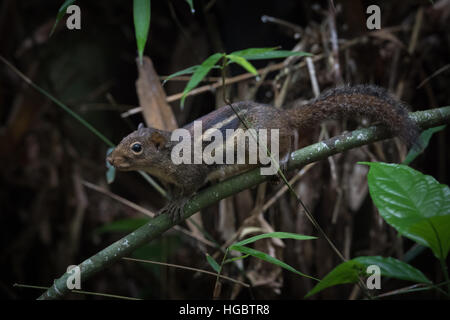 Indochinesische Grundeichhörnchen (Menetes Berdmorei) im Kaeng Krachan National Park, Thailand. Stockfoto