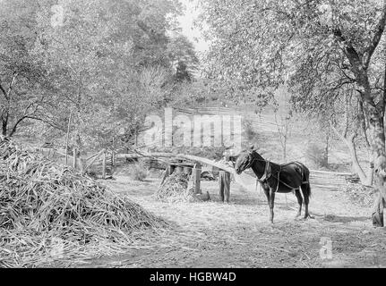 Schleifen Sorghum Zuckerrohr Andersonville, Tennessee, 1933. Stockfoto