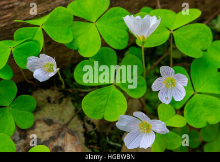 Sauerklee Pflanze Closeup gegen fuzzy Wald stehen Hintergrund, Białowieża Wald, Polen, Europa Stockfoto