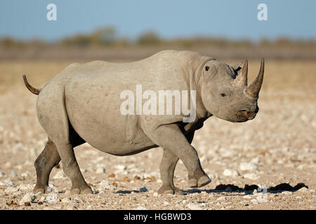 Eine Schwarze Nashorn (Diceros bicornis) im natürlichen Lebensraum, Etosha National Park, Namibia Stockfoto