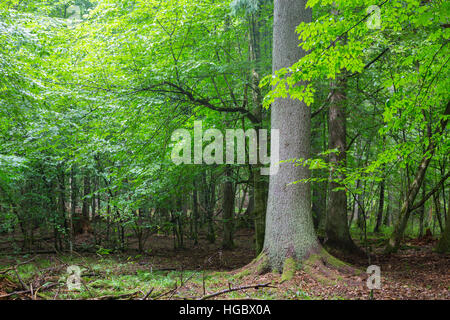 Alten Fichte gegen schattigen reichen Laub-Stand im Sommer Abendlicht, Białowieża Wald, Polen, Europa Stockfoto