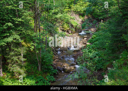 Ruhigen Wald Strom fließt nach unten unter den Steinen im Sommer Schlucht von Bieszczady Ridge, Bieszczady, Polen, Europa Stockfoto