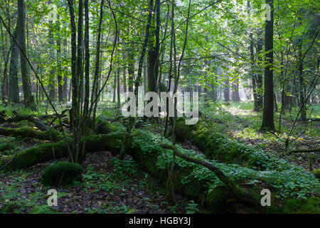 Sommer Sonnenuntergang mit Lichteinfall reichen Laub-Stand mit einigen gebrochenen Bäume im Vordergrund, Białowieża Wald, Polen, Europa Stockfoto