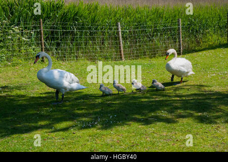 Ein paar weiße Höckerschwäne mit ihren 4 Cygnets marschieren zum Fluss in Beaulieu Dorf im New Forest, Hampshire, England Stockfoto