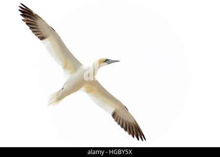 Basstölpel (Morus Bassanus) gegen weißen Himmel, große Saltee Saltee Inseln, Irland fliegen. Stockfoto