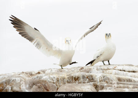 Basstölpel (Morus Bassanus) landet auf dem Tölpelkolonie am großen Saltee, Saltee Inseln, Irland. Stockfoto