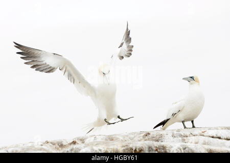 Basstölpel (Morus Bassanus) landet auf dem Tölpelkolonie am großen Saltee, Saltee Inseln, Irland. Stockfoto