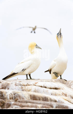 Nördlichen Basstölpel (Morus Bassanus) Erwachsenen paar, anzeigen, stehen auf Felsen, große Saltee Saltee Inseln, Irland Stockfoto