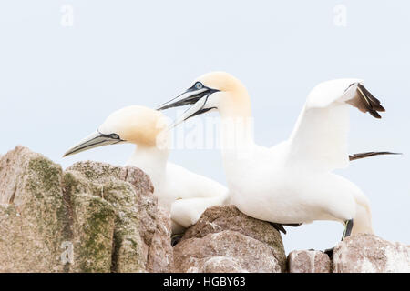 Nördlichen Basstölpel (Morus Bassanus) Erwachsenen paar, auf Felsen, große Saltee Saltee Inseln, Irland Stockfoto