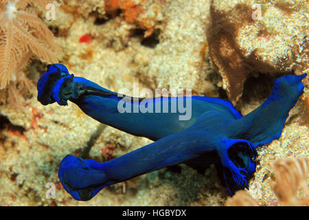 Tambja Morosa Nacktschnecken (aka Tambja Kushimotoensis) Paarung. Padang Bai, Bali, Indonesien Stockfoto