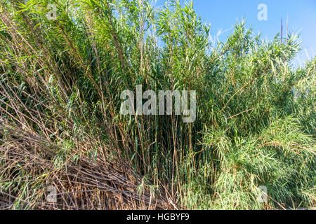 Arundo Donax, Giant Reed Zuckerrohr ist eine große mehrjährige Zuckerrohr wächst im Mittelmeerraum Stockfoto