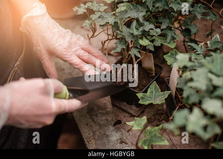 Nahaufnahme der Gärtner Hände pflanzende Blumen Stockfoto