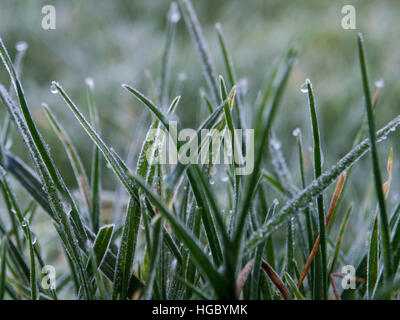 Gefrorenen Rasen im Spätherbst Stockfoto